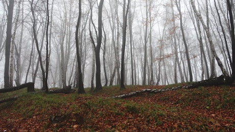 Mist creeping through an empty forest.