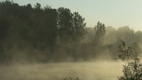Mist in the forest lake.