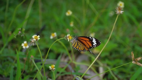 Monarch butterfly standing in a flower