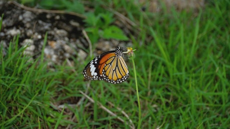 Monarch butterfly standing on flower