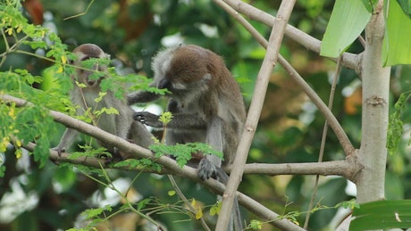 Monkey climbing down a tree.