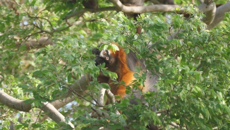 Monkey climbing tree branches.