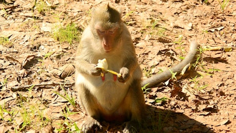 Monkey eating a fruit.