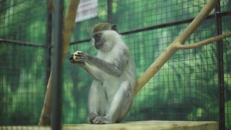 Monkey eating at a zoo in a cage.