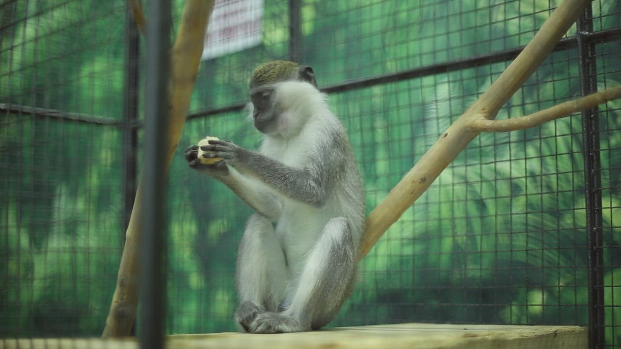 ⁣Monkey eating at a zo judi bola slot o in a cage