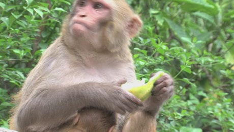 Monkey eating fruit in the wild.