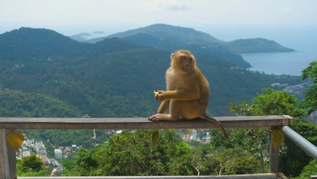 Monkey eating in the top of the hill.