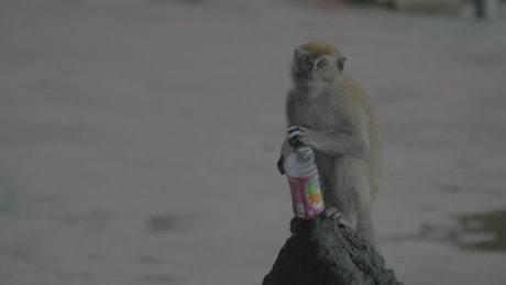 Monkey holding a plastic bottle in the rain.