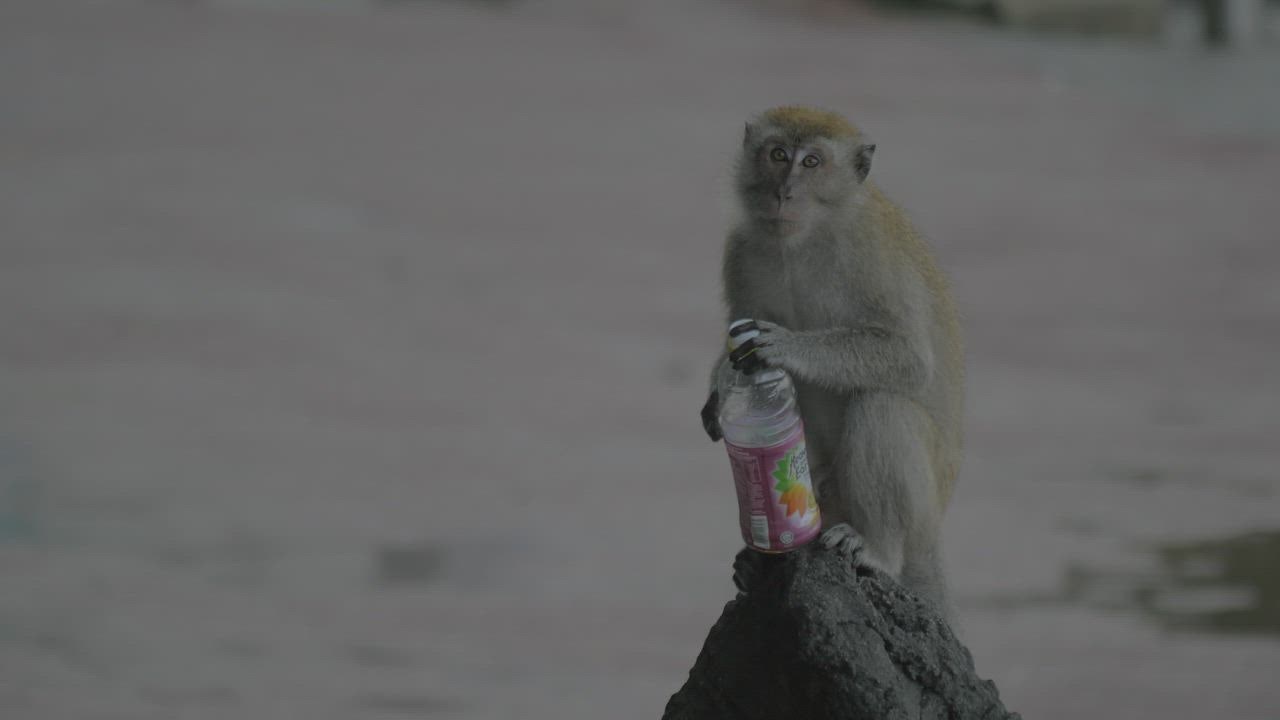 ⁣Monkey holding kerabat slot  a plastic bottle in the rain