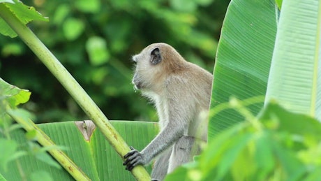 Monkey resting in a tree