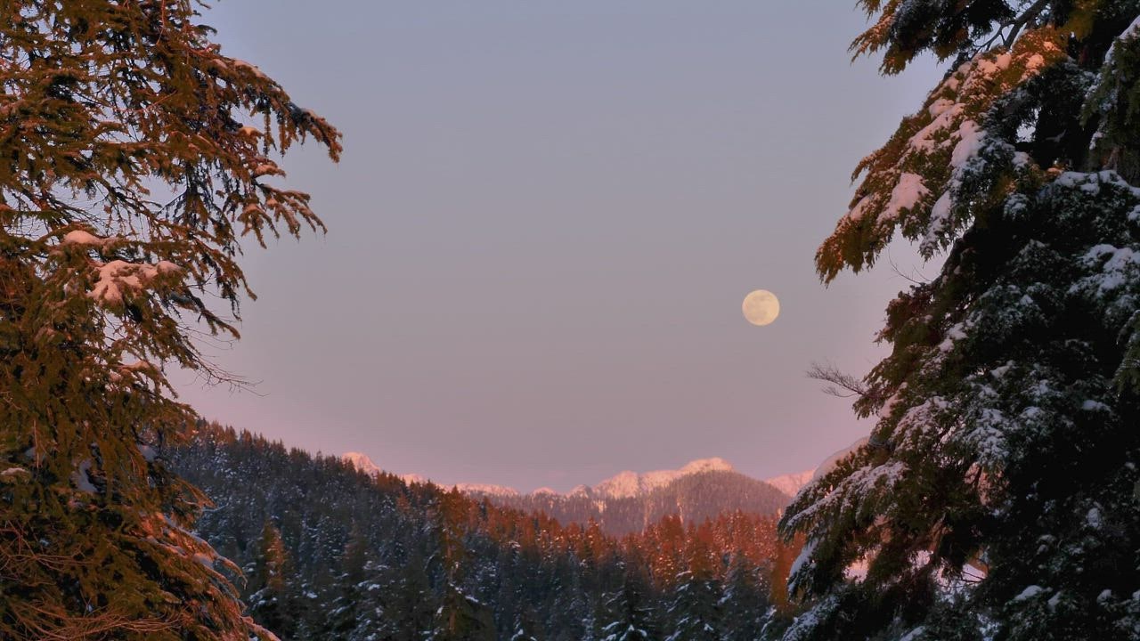 ⁣Moon in the s 888 login ky a snowy forest
