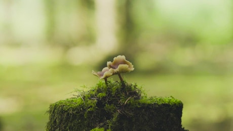Moss covered mushrooms