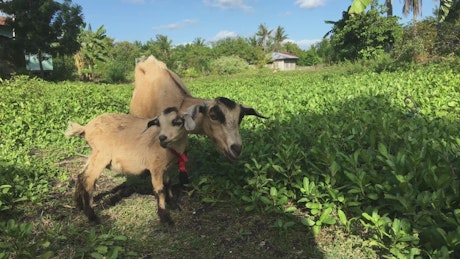 Mother and baby goat grazing in the farm