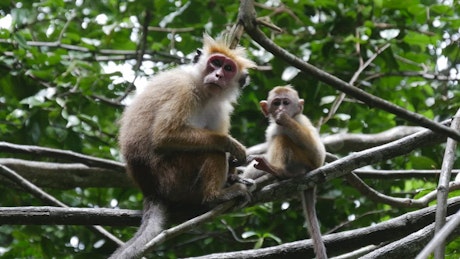 Mother and baby monkey in the forest.