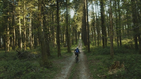 Mountain biker riding through the woods.