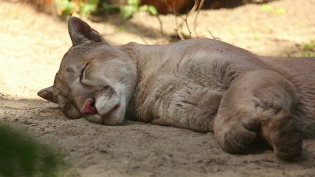 Mountain lion resting on the ground