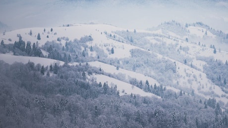 Mountainous forest in winter seen from afar