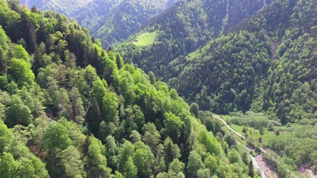 Mountains and green forest.