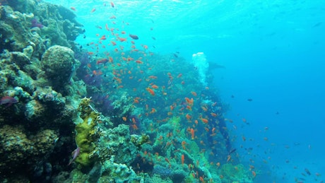 珊瑚礁中的五颜六色的鱼与潜水员
