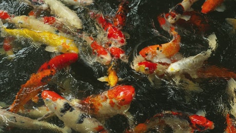 Multi colored Koi fish eating in the pond