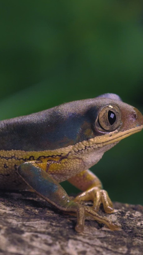 Multicolor frog closing its eyes, closeup shot