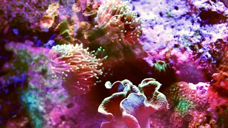 Multicolored coral shot with fish projections.