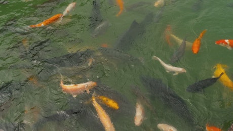 Multicolored Koi fish swimming in the pond