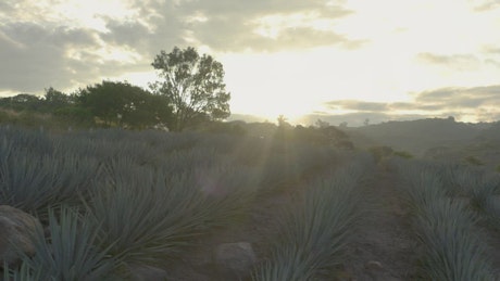 Natural landscape at sunset from an agave field.