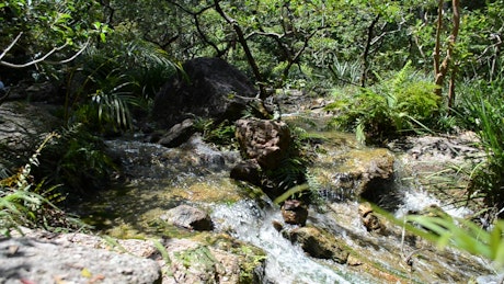 Natural stream through a forest