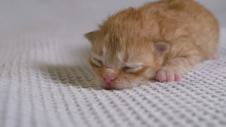Newborn cat on a white blanket.
