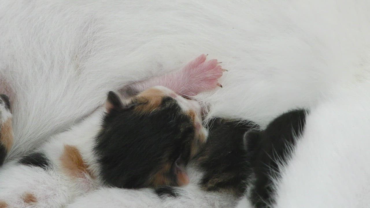 ⁣Newborn apakah judi slot legal  cats with their mother