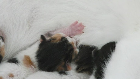 Newborn cats with their mother