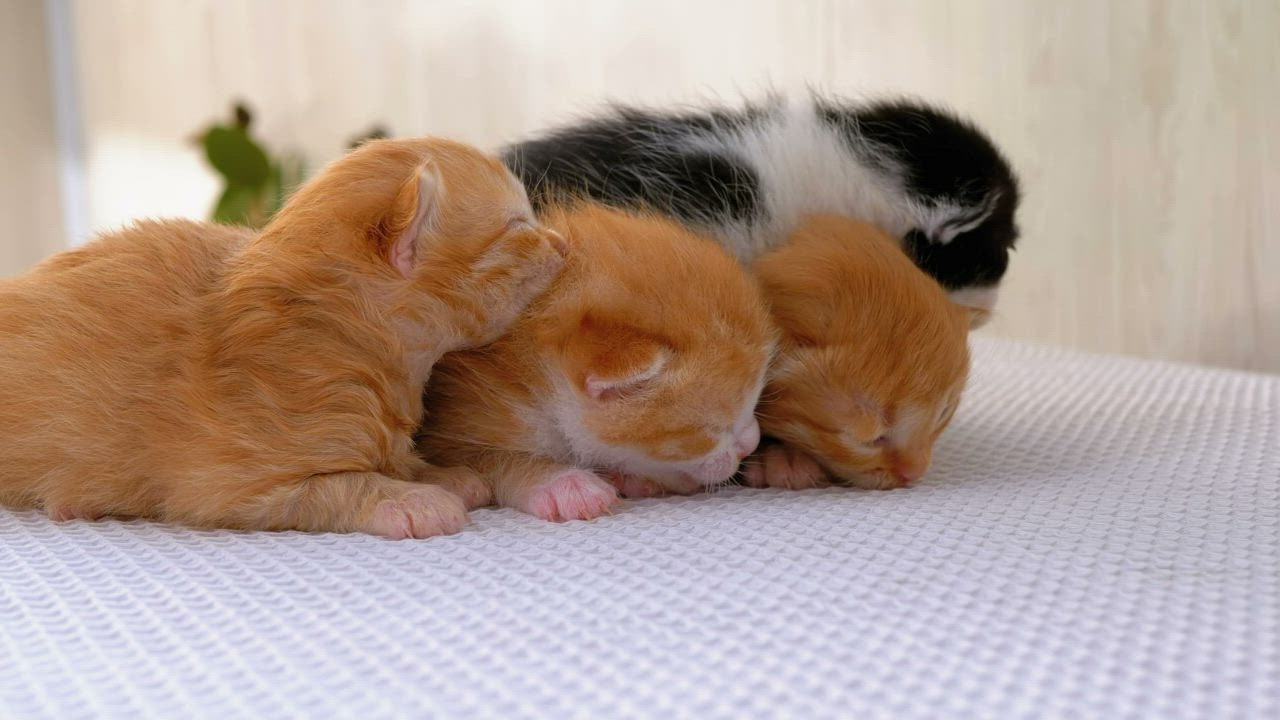 Newborn fluffy kittens live draw super wuhan 