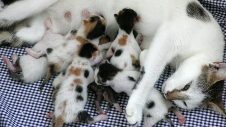 Newborn kittens feeding on mother