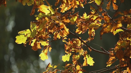 Oak tree in Autumn with gold leaves in the sun.