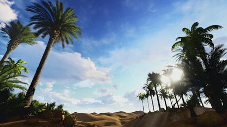 Oasis in the desert, time-lapse.