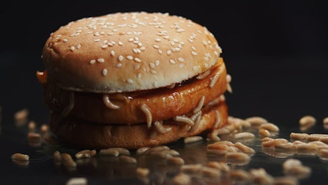 Old burger covered in maggots.