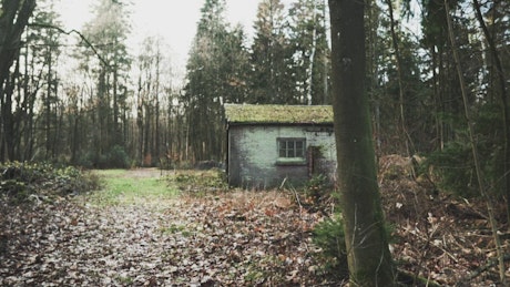 Old shed in a forest on fall.