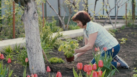 Old woman planting a new plant in her garden.