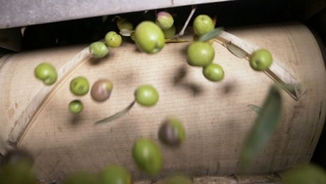 Olives for making olive oil turning out of machinery.