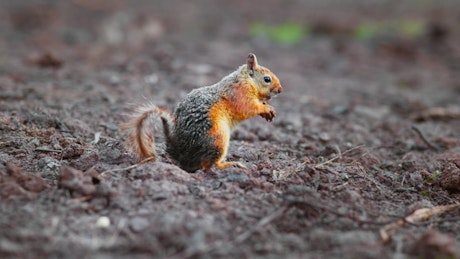 Orange and grey squirrel eating on the ground.
