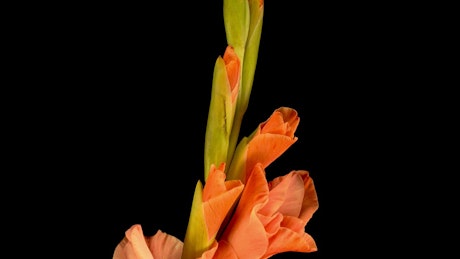 Orange flower opening.