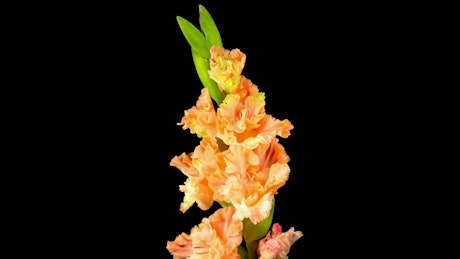Orange gladiolus flower opens