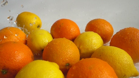 Oranges and lemons being wet.