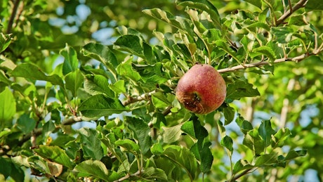 Organic apple on a tree on a sunny day.