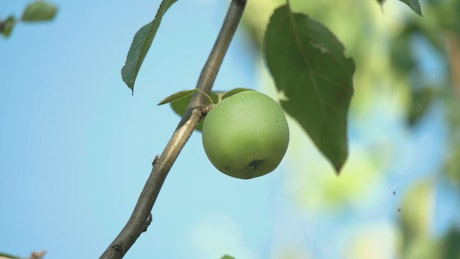 Organic green apple on its branch.