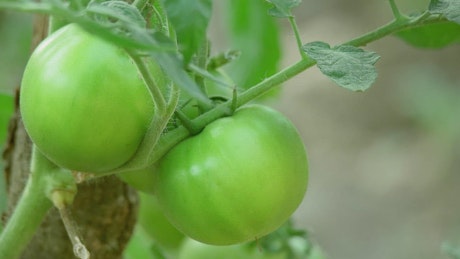 Organic green tomatoes on the vine.
