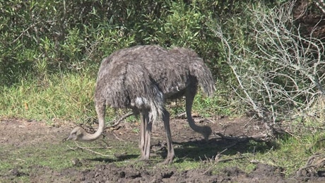 Ostriches searching for food.