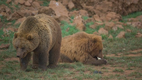 Pair of brown bears in the field.