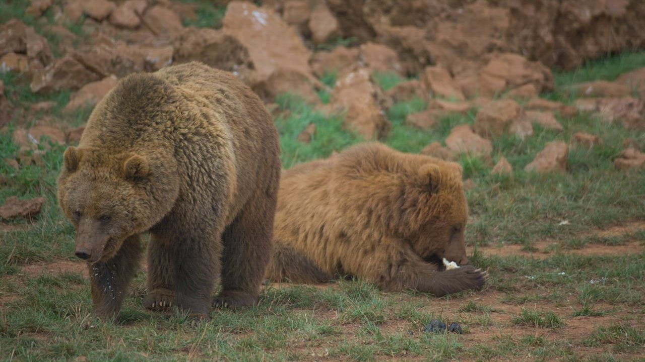 Sepasang b LIVE DRAW mendayung beruang di lapangan
